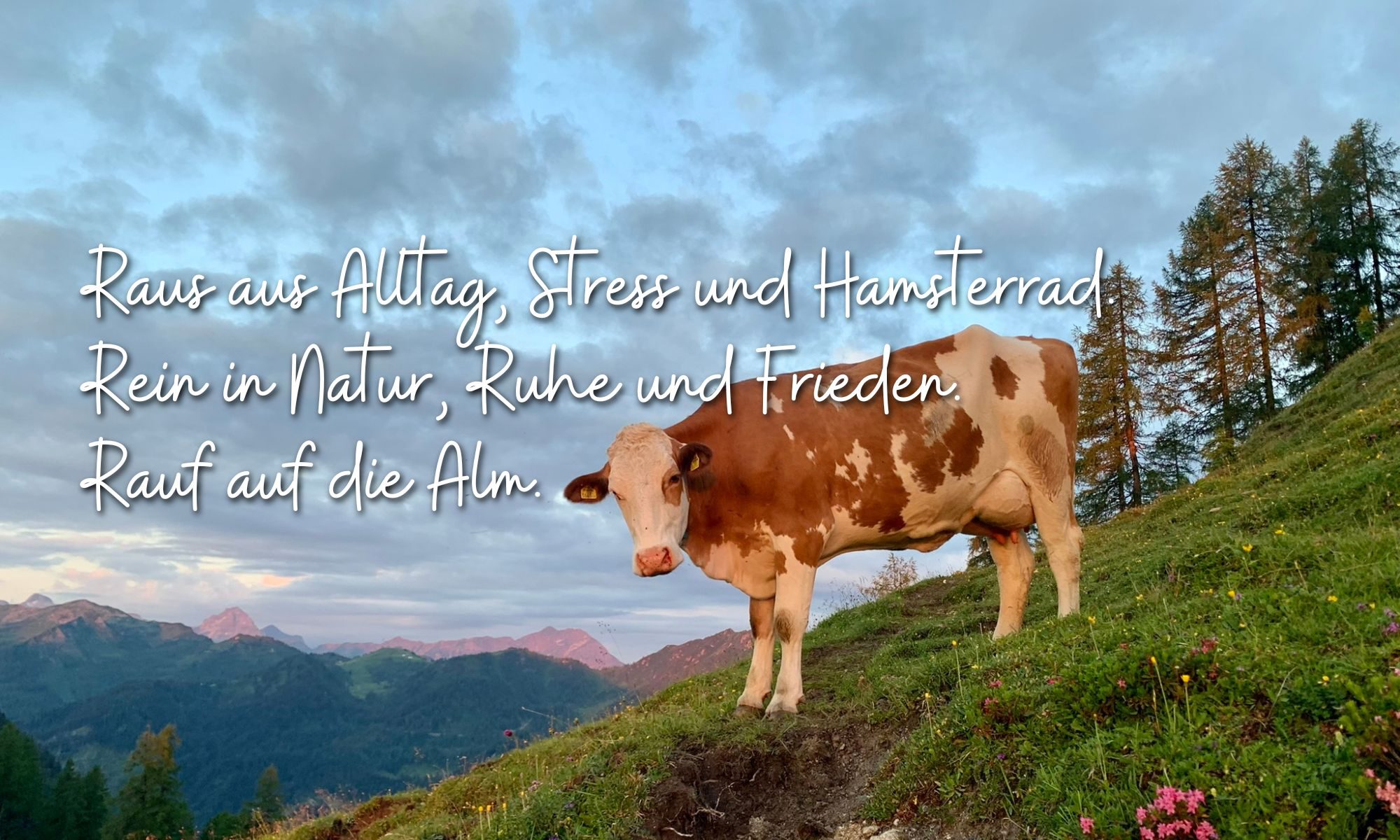 Entspannung + Stressfrei + Almsommer + Natur + Waldbaden